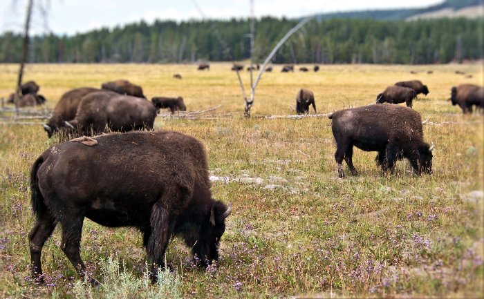 Bisons Yellowstone
