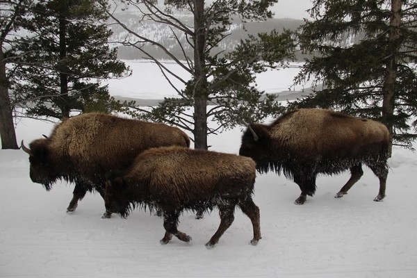 Bisons à Yellowstone