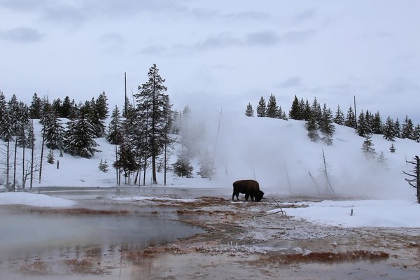 Bisons au Yellowstone NP