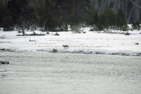 Coyottes Yellowstone