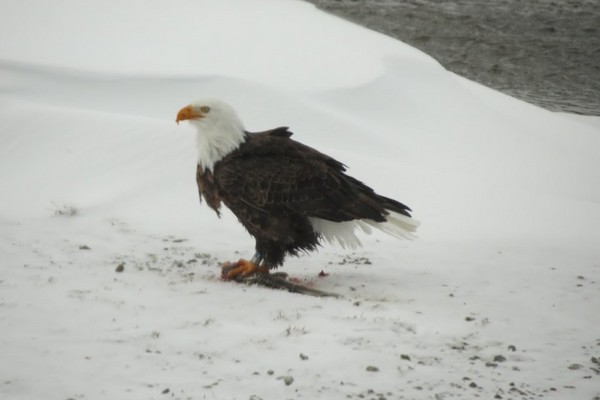 Aigle à Yellowstone