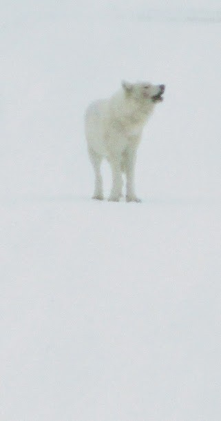 Loup blanc Yellowstone