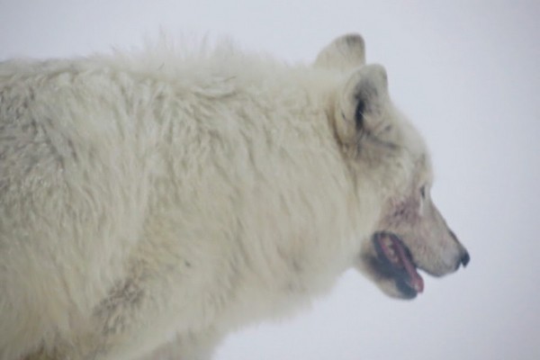 Loup blanc parc national de Yellowstone