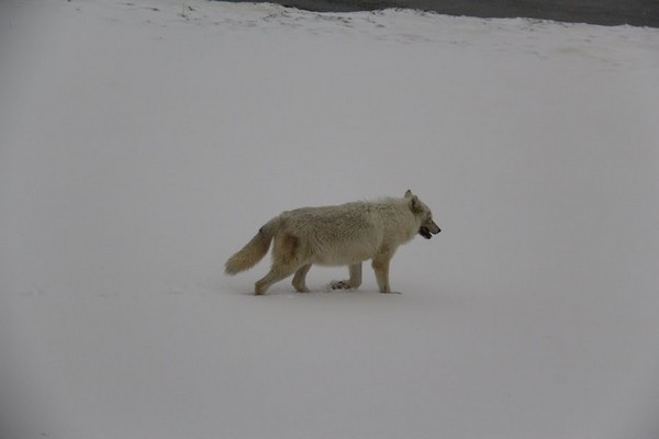 Louve Alpha Yellowstone