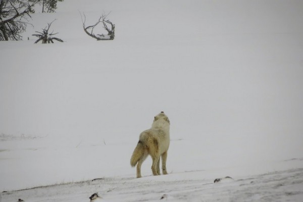 Loup blanc hurlement Yellowstone