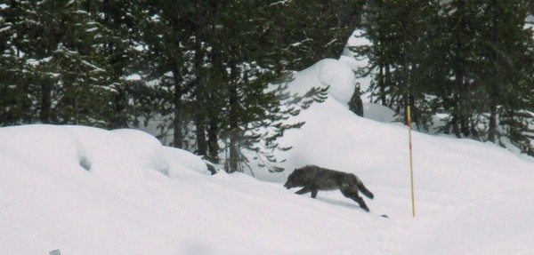 Loup au Yellowstone