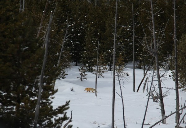 Coyotte Yellowstone