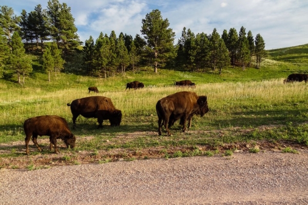 Custer State Park Dakota du Sud