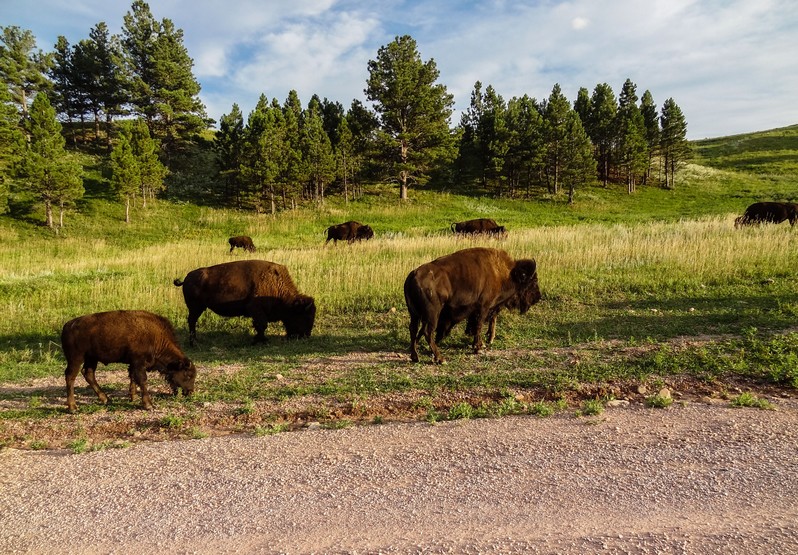Custer State Park SUNSET BLD