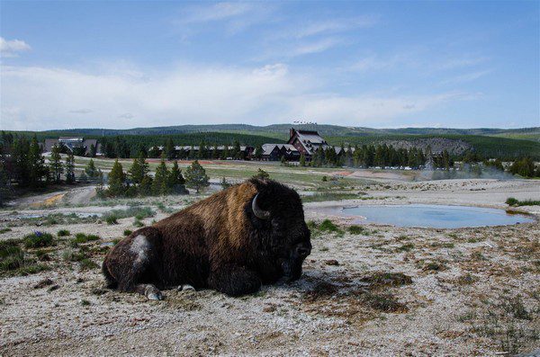 Bison Yellowstone