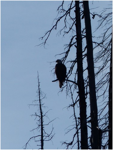 Aigle Yellowstone