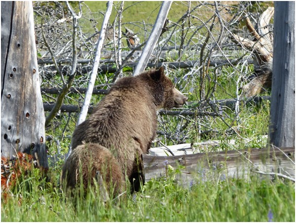Strawberry et Snow Grizzli Yellowstone
