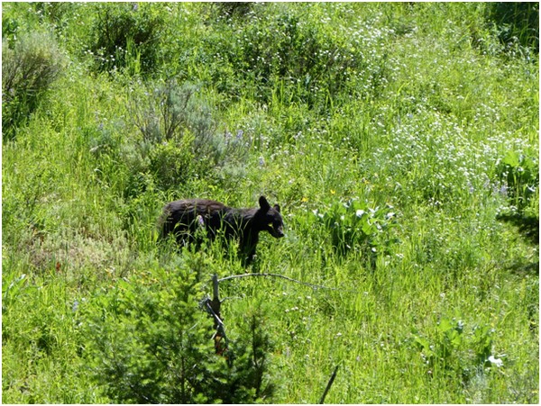 Ourson Yellowstone