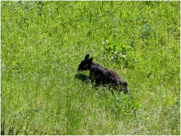 Ourson Yellowstone