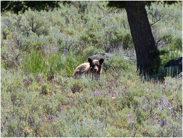 Ourson brun Yellowstone