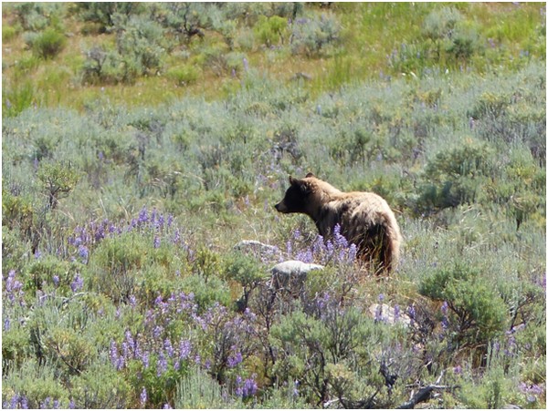 Ourson brun Yellowstone