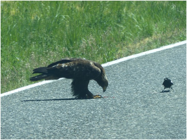 Aigle Yellowstone