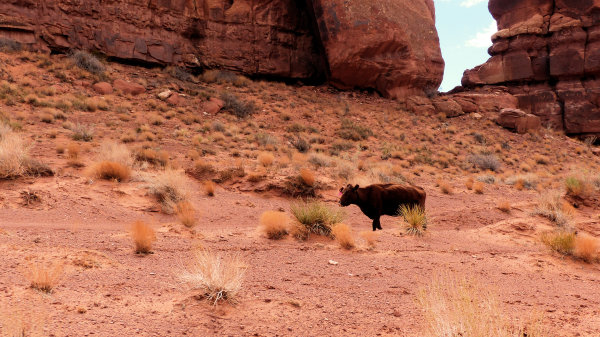Vache égarée à Monument Valley