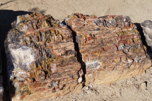Escalante Petrified Forest Utah