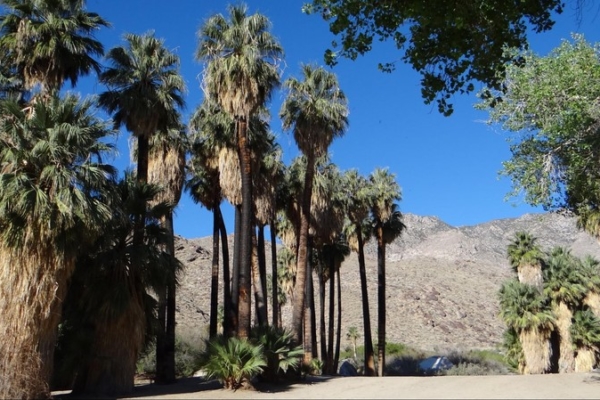 Indian Canyons Californie