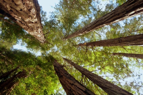 Muir Woods Californie