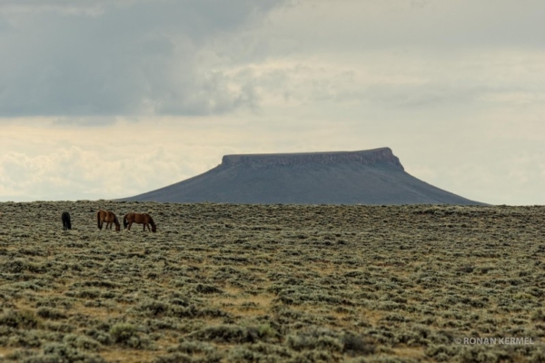 Pilot Butte Wild Horse Scenic Tour Wyoming