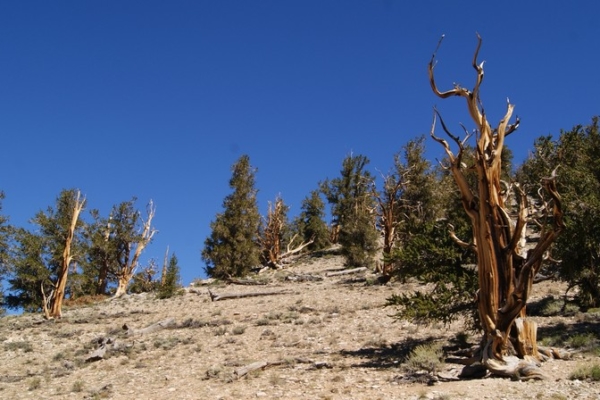 Ancient Bristlecone Pine Forest Californie