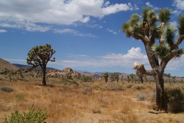 Joshua Tree National Park Californie
