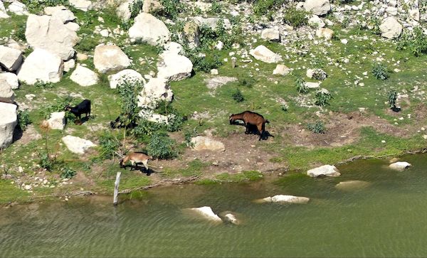 Chèvres au bord de la Pecos River Amistad Texas