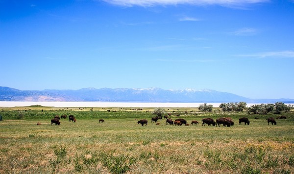 Antelope Island Bison Roundup