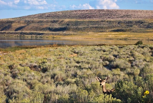 Faune Antelope Island