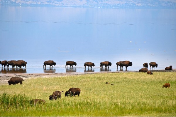 Bisons Antelope Island