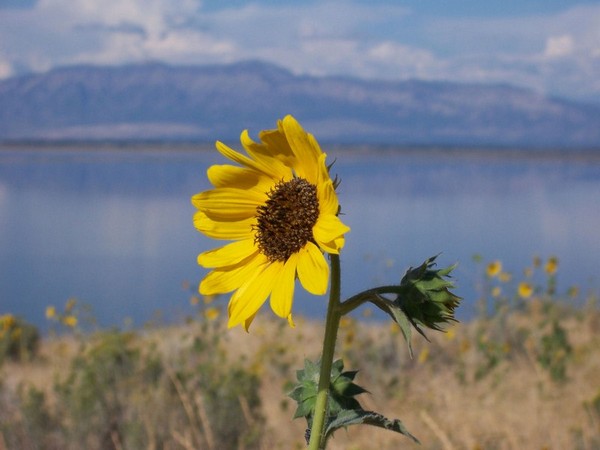 Tournesol Antelope Island Utah