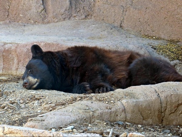 Ours brun Sonora Desert Museum