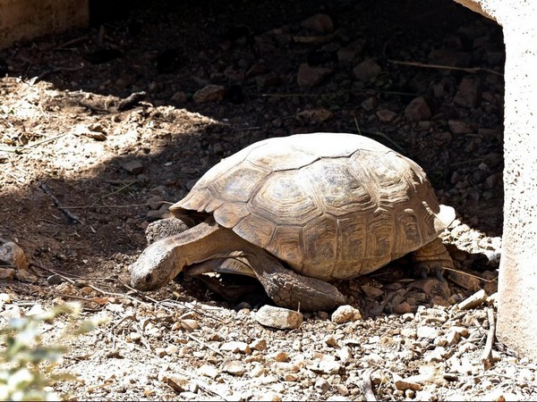 Tortue Sonora Desert Museum