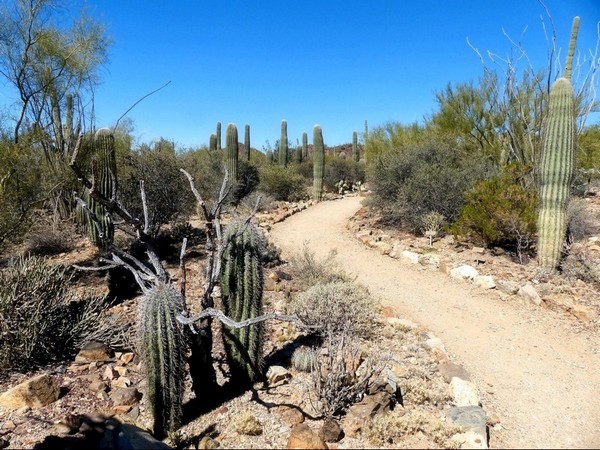 Desert Loop Trail Sonora Desert Museum
