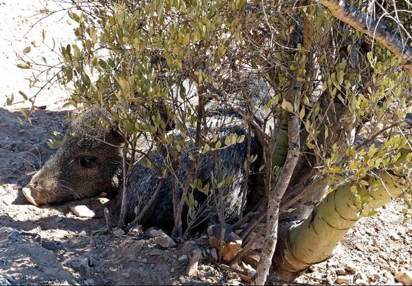 Pécari Sonora Desert Museum