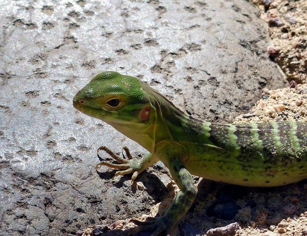 Lézard Sonora Desert Museum