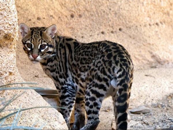 Ocelot Sonora Desert Museum