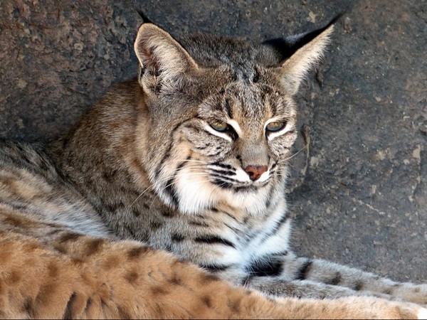 Sonora Desert Museum