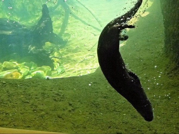 Ballet aquatique d'une loutre de rivière Riparian Corridor