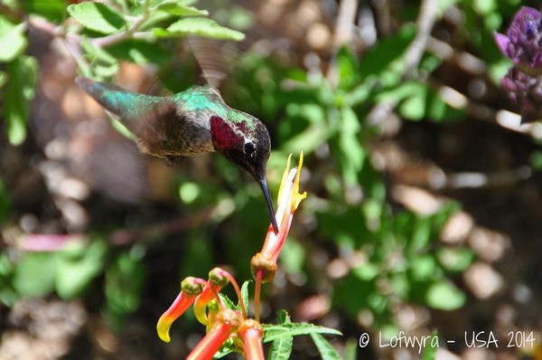 Hummingbird Inviary Sonora Desert Museum