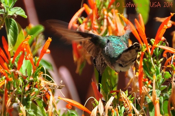 Hummingbird Inviary Sonora Desert Museum