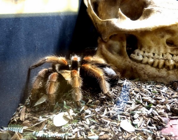 Vivarium Sonora Desert Museum