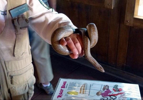Rozy boa Sonora Desert Museum