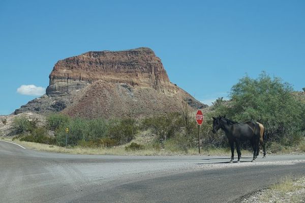 Sur la route de Big Bend NP