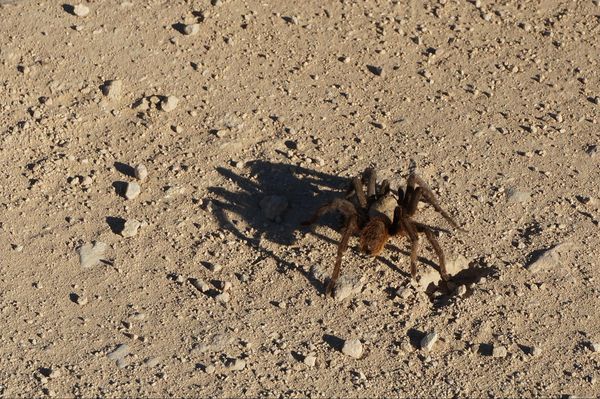 Araignée Big Bend National Park