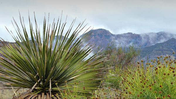 Ross Maxwell Scenic Drive Big Bend NP