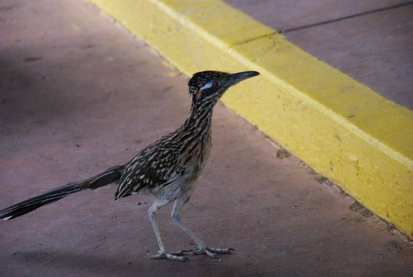 Road runner