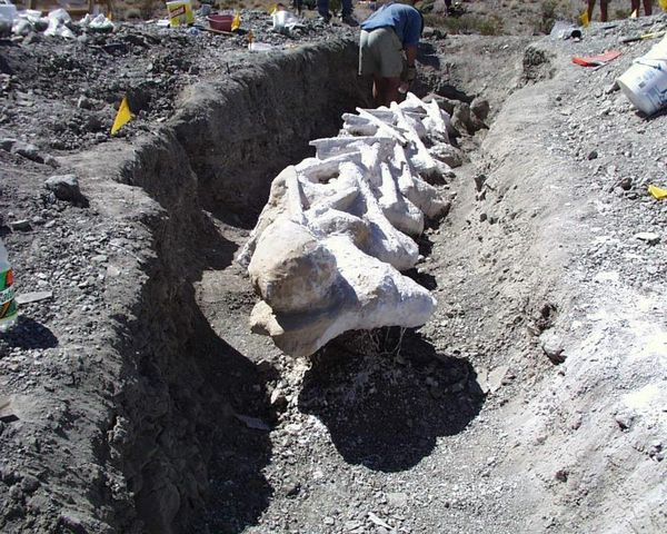 Excavation d’un fossile de dinosaure Alamosaurus